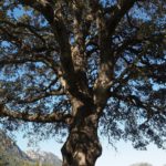 Kampferbaum zur Gewinnung von Ho-Blätter (ätherisches Öl)