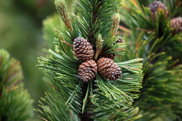 Zweig mit Zapfen von Pinus Mugo (Latschenkiefer) zur Gewinnung von Latschenkiefer bio (ätherisches Öl)