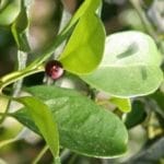 Tambourissa religiosa zur Gewinnung von Ambora Öl (Tambourissa trichophylla)