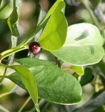 Tambourissa religiosa zur Gewinnung von Ambora Öl (Tambourissa trichophylla)