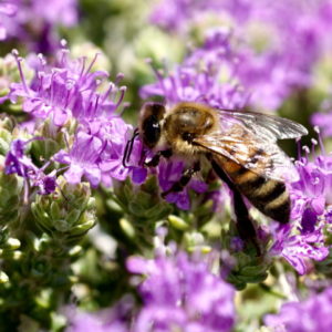 Thymianfeld mit Biene zur Gewinnung von Thymianöl thymol bio (ätherisches Öl)