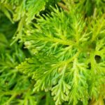 Japanese Hinoki leaf zur Gewinnung von Hinoki Blatt Öl (ätherisches Öl)