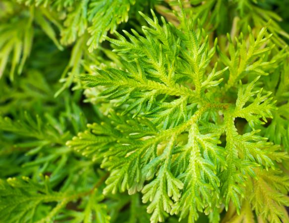 Japanese Hinoki leaf zur Gewinnung Hinoki Blätter (ätherisches Öl)
