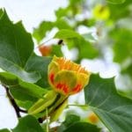 Tulpenbaum mit Blüte zur Herstellung von Tulpenbaum Absolue 50% (Alkoholverdünnung)