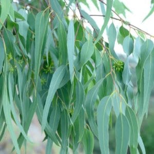 Eucalyptus cneorifolia zur Gewinnung von Eukalyptus cneorifolia (Kangaroo Island Eucalyptus)