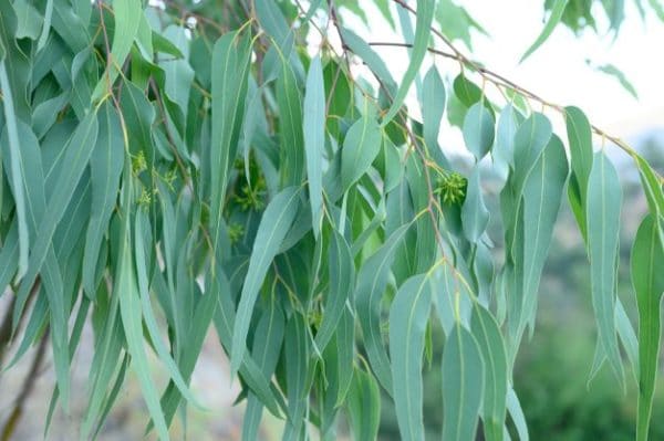 Eucalyptusöl cneorifolia zur Gewinnung von Eukalyptus cneorifolia (Kangaroo Island Eucalyptus)