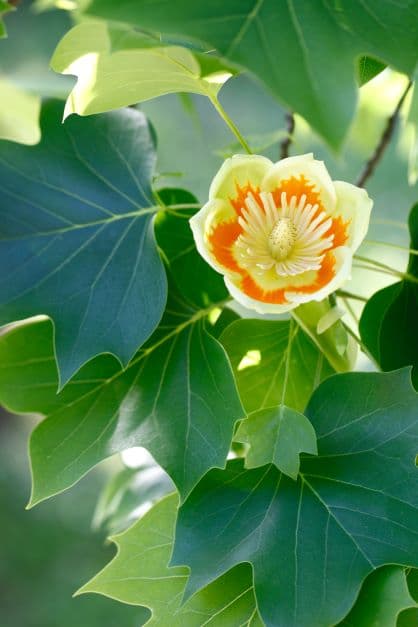 Blüte des Tulpenbaumes - Liriodendron tulipifera zur Gewinnung von Tulpenbaum Absolue 100%