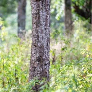 Sandelholzbaum in Indien zur Gewinnung von Sandelholz Indien 50% (Alkoholverdünnung)