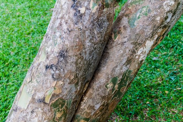 Guajakbaum zur Gewinnung von Guajakholz (ätherisches Öl)