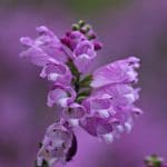 Drachenkopf in Blüte zur Gewinnung von Drachenkopföl bio (Dracocephalum moldavica)
