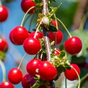 Sauerkirsche Prunus cerasus zur Gewinnung von Kirschkernöl bio (kaltgepresst)