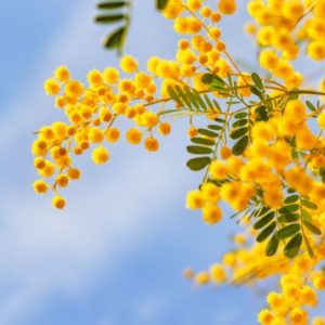 Goldgelbe Akazienblüten zur Gewinnung von Akazienblüte absolue (Acacia farnesiana) 100%