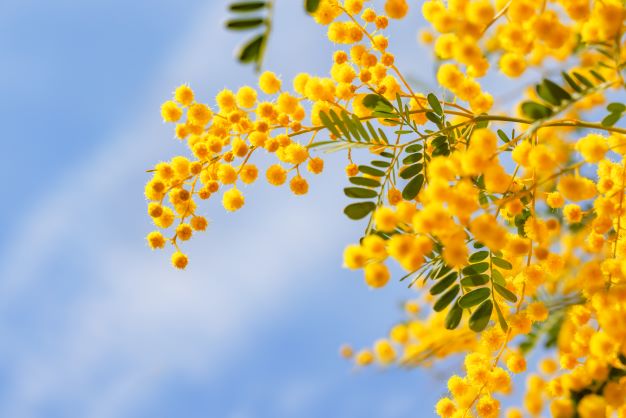 Goldgelbe Akazienblüten zur Gewinnung von Akazienblüte absolue (Acacia farnesiana) 100%