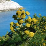Galbanumpflanze im Iran – Symbol für 100% naturreines und bio zertifiziertes Galbanumöl (Ferula Gummosa Galbanum Mutterharz) zur Gewinnung von Galbanumöl bio