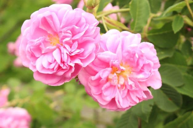 Rosa Damascena Blüten zur Gewinnung von Rosenöl absolue (Ägypten) 100%