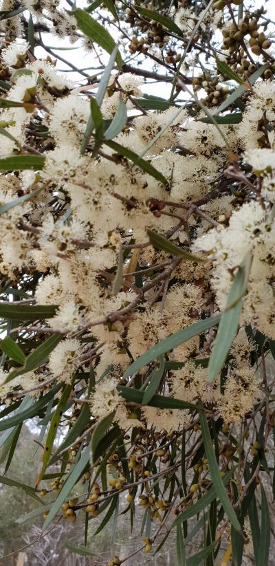Blühender Eucalyptus cneorifolia zur Gewinnung von Eukalyptusöl cneorifolia (Kangaroo Island)