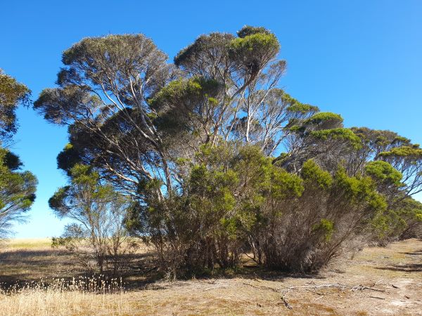 Eucalyptus cneorifolia Baum