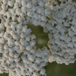 Achillea Ligustica zur Gewinnung von Schafgabe weiss (Achillea Ligustica) bio