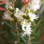 Blühende Teebaumblüte (Melaleuca alternifolia) – Symbol für reines Teebaumöl bio