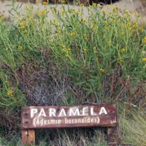 Paramela_Adesmia boroniodes zur Herstellung von Paramela 20% (Alkoholverdünnung)