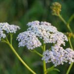 wilde Schafgarbe zur Gewinnung von Schafgarbenöl blau bio- Achillea Millefolium bio