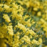 gelbe Akazienblüten zur Herstellung von Akazienblüte absolue (Acacia farnesiana) 40% Alkoholverdünnung