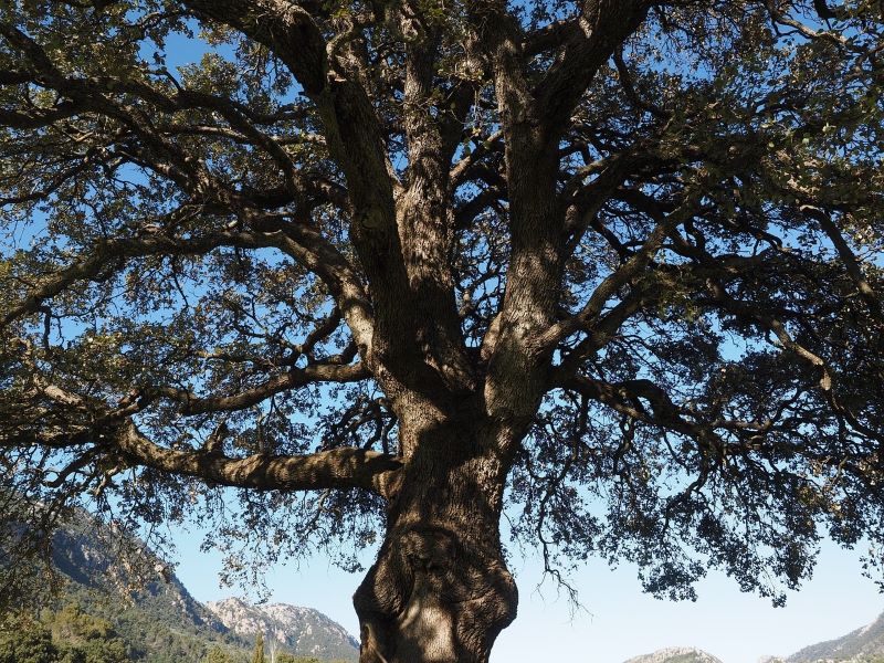 Kampferbaum - seine Blätter werden zur Gewinnung von Ho-Blätter (ätherisches Öl) verwendet.