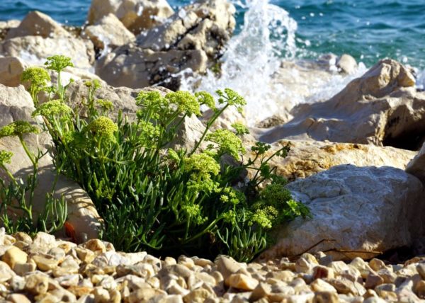 Meerfenchelpflanze direkt am Meer zur Gewinnung von Meerfenchel bio (ätherisches Öl)