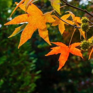 Amberbaum mit goldenen Blättern zur Gewinnung von Styrax absolue - Liquidambar orientalis
