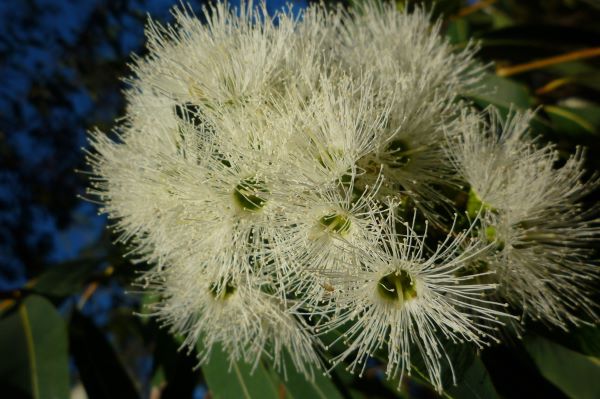 Eukalyptus viminalis - white gum zur Gewinnung von Eukalyptusöl viminalis