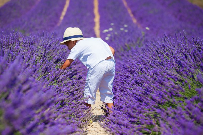 unser kleiner Helfer bei der Ernte von Lavendelöl Matheronne bio (Frankreich)