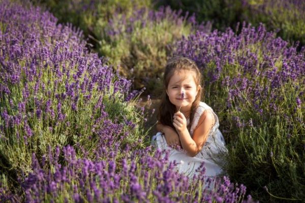 Kind mit Lavendelblüte zur Gewinnung von Lavendelöl Diva extra bio (Frankreich)
