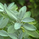 Frische Salbeiblätter (Salvia officinalis) – Grundlage für unser naturbelassenes Salbeihydrolat bio aus Frankreich