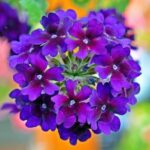 Verbena mit großen Blüten zur Gewinnung von Verbena Vital Hydrolat bio