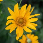 Arnica montana Blüte zur Herstellung von Arnika Öl - Mazerat in Olivenöl - bio