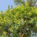 Rinde des Ravensara Baum zur Gewinnung von Ravensara anisata (ätherisches Öl)