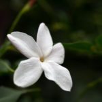 Jasminblüte - Nahaufnahme Jasminum Grandiflorum zur Gewinnung von Jasmin Grand Cru absolue 10% (Jojobaöl-Verdünnung)