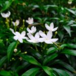 Jasminblüten von Jasminum grandiflorum zur Gewinnung von Jasmin Grand Cru absolue 5% (Alkoholverdünnung)