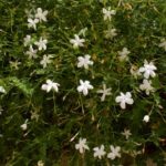 Jasmin Grandiflorum Blüten zur Gewinnung von Jasmin Grand Cru absolue 100%