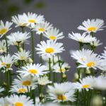 Kamillenblüten auf einer Wiese zur Gewinnung von Kamillenwasser bio (Kamillenhydrolat)