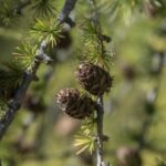 Zapfen der Zirbelkiefer zur Gewinnung von Zirbenhydrolat bio (Zirbenwasser) aus Österreich