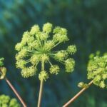 Blüten von Angelica archangelica zur Gewinnung von Angelikasamenöl Engelwurzöl (ätherisches Öl)