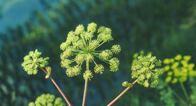 Blüten von Angelica archangelica zur Gewinnung von Angelikasamenöl Engelwurzöl (ätherisches Öl)