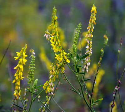 blühender Steinklee mit Biene zur Gewinnung von Steinklee absolue - Melilotus officinalis