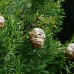 Zweig der Mittelmeer-Zypresse mit grünen Nadeln und reifen Zapfen – Cupressus sempervirens in natürlicher Umgebung