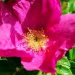 rosa majalis_Mairose zur Gewinnung von Mairosenhydrolat (Mairosenwasser)