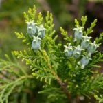 Zweig mit Blüte von Thuja orientalis zur Gewinnung von Thujaöl (Thuja orientalis) ätherisches Öl