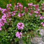 Blüten des Thymian hyemalis zur Gewinnung von Thymianöl hyemaelis bio (ätherisches Öl)