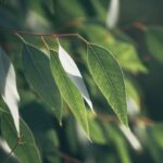 Eukalyptus staigeriana zur Gewinnung von Kindereukalyptusöl Eukalyptusöl staigeriana bio