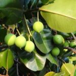 Calophyllum-Alexandrinischer Lobeer zur Gewinnung von Tamanu Öl Calophyllum Öl nativ bio